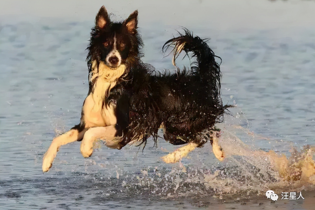 我养的边牧为什么看到谁都很热情,别以为边牧很好养