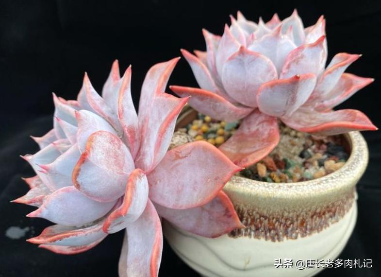 多肉露西娜怎么养,多肉露西娜养护