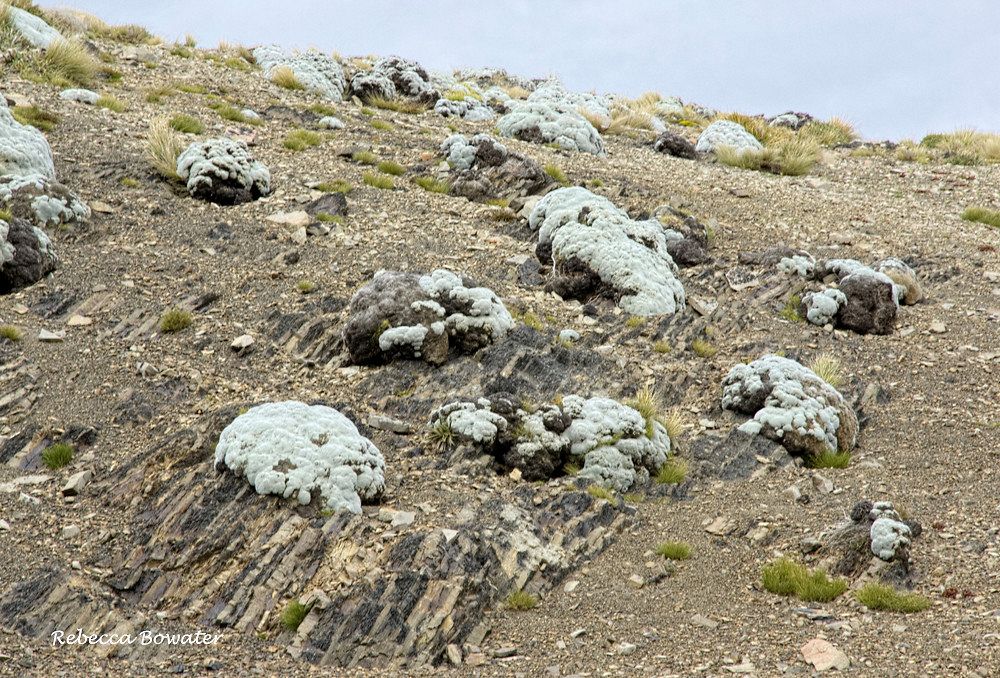 中世纪棉花,中世纪的欧洲棉花