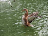 濂ユ灄宸存柉e-m5ii濂楁満璇勬祴,濂ユ灄宸存柉em5浜屼唬娣卞害璇勬祴