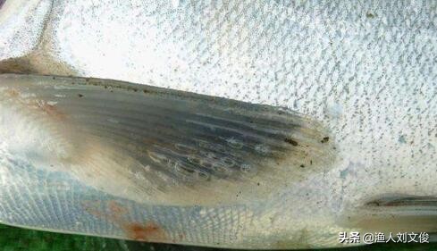 鱼苗气泡病,鱼苗气泡