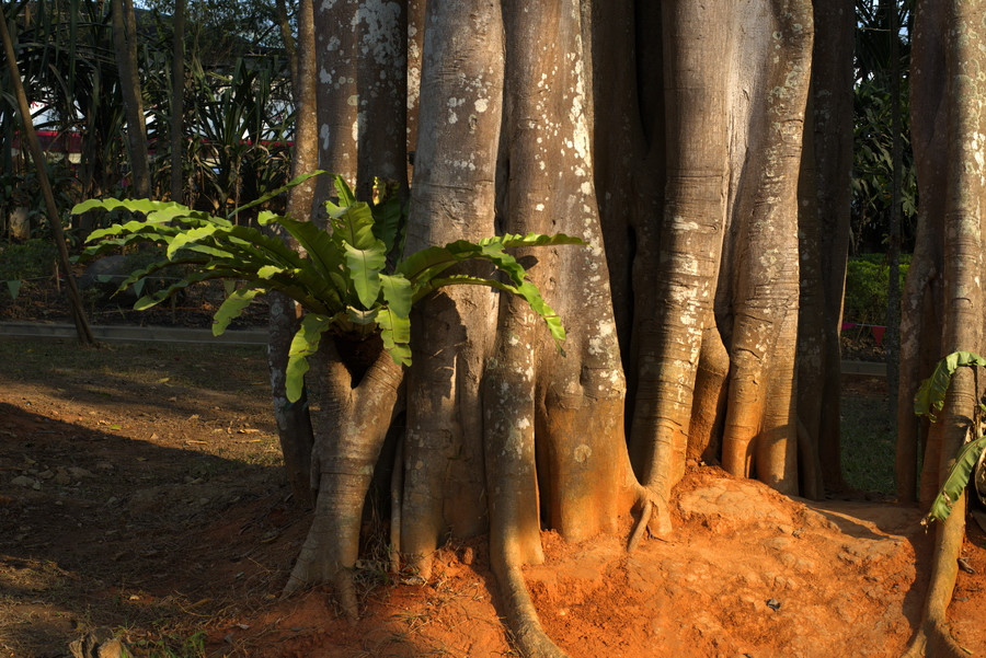 云南瑞丽攻略自由行,过年云南旅游攻略瑞丽