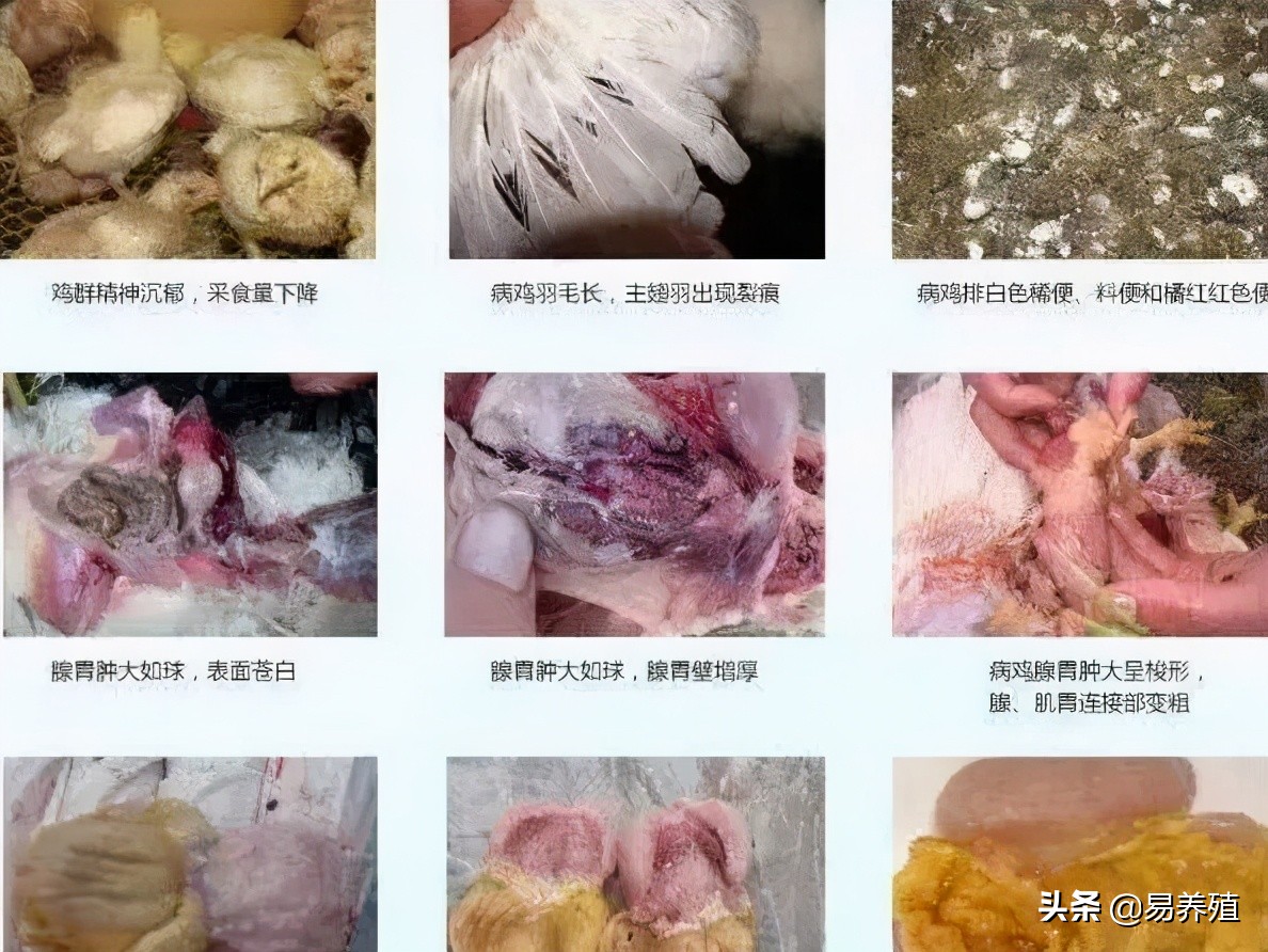 易养殖：带你治好鸡腺胃炎