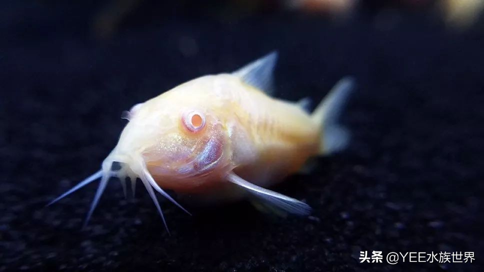 这些常见的观赏鱼饲料，你用过几种