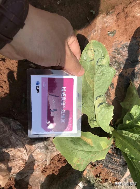 莴笋霜霉病打过药叶子变黄了,莴笋霜霉病打多菌灵有没有效果