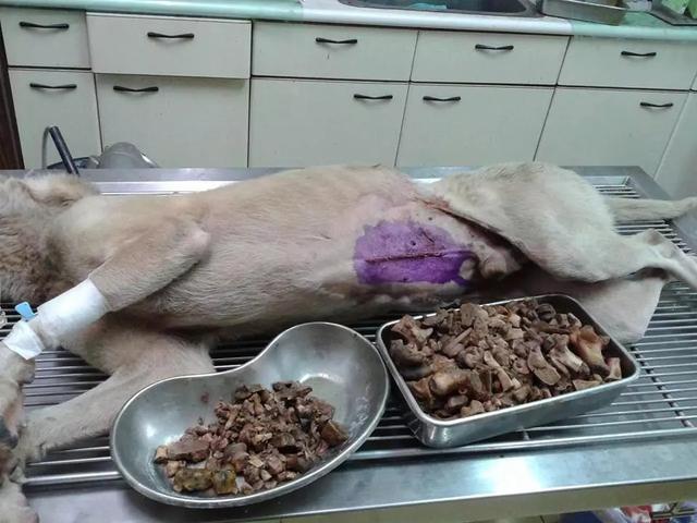 狗狗真的可以吃吗,吃骨头的狗狗