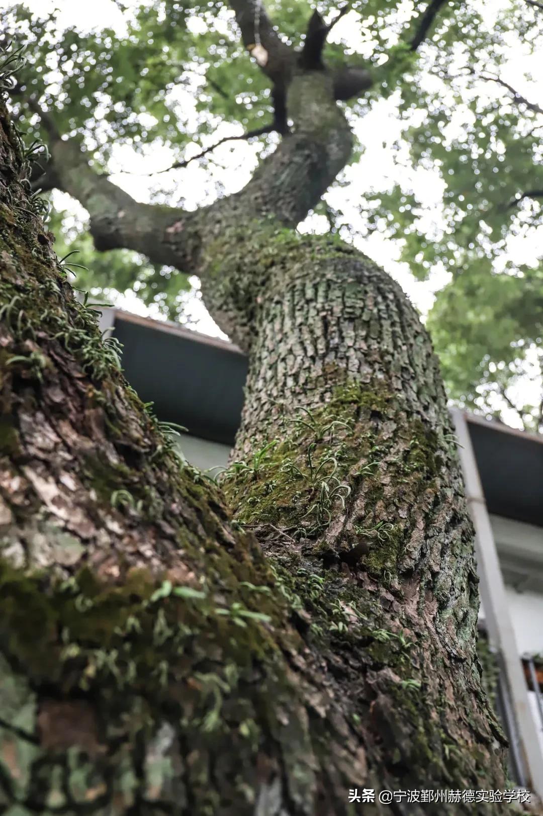 这所“相貌平平”的幼儿园，为什么宁波家长排着队想把孩子送进去