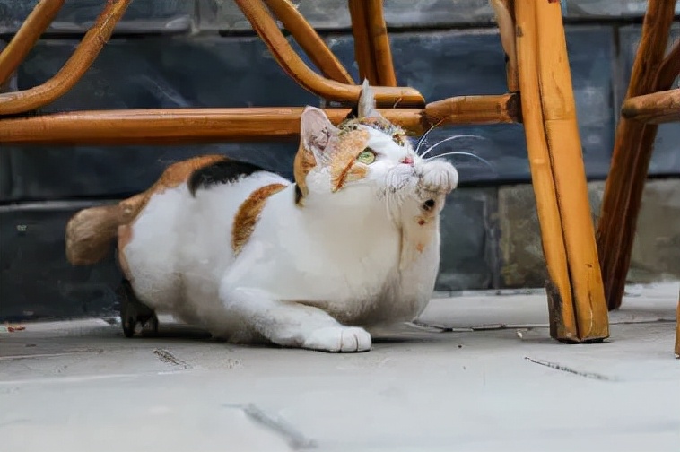 米麒麟：我掉缸怎么了？