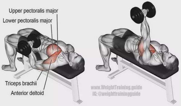 胸肩背臂腿腹训练动作,腰臀肌肉训练方法