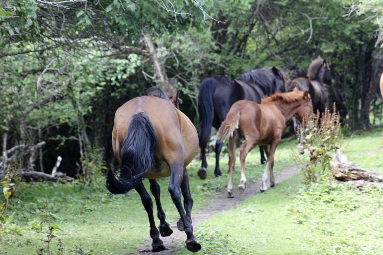 难忘的草原简谱完整版,难忘的草原女声完整版