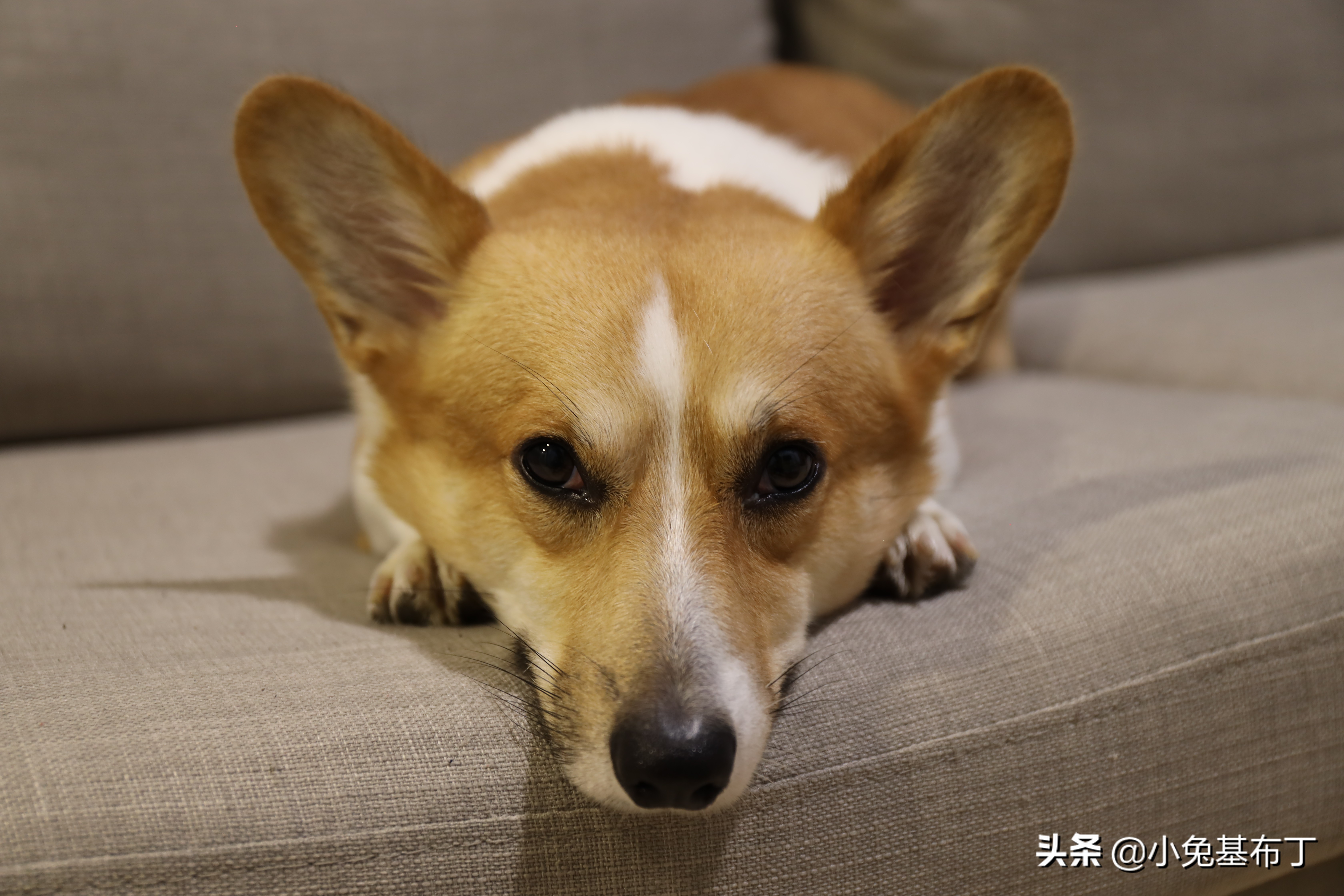 主人出差狗狗独自在家,主人外地出差狗狗跑