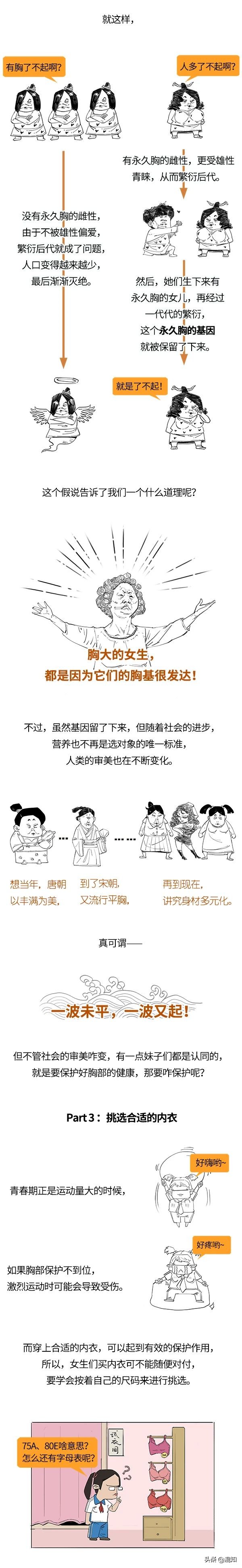 胸部发育了解,关于胸部发育的小知识