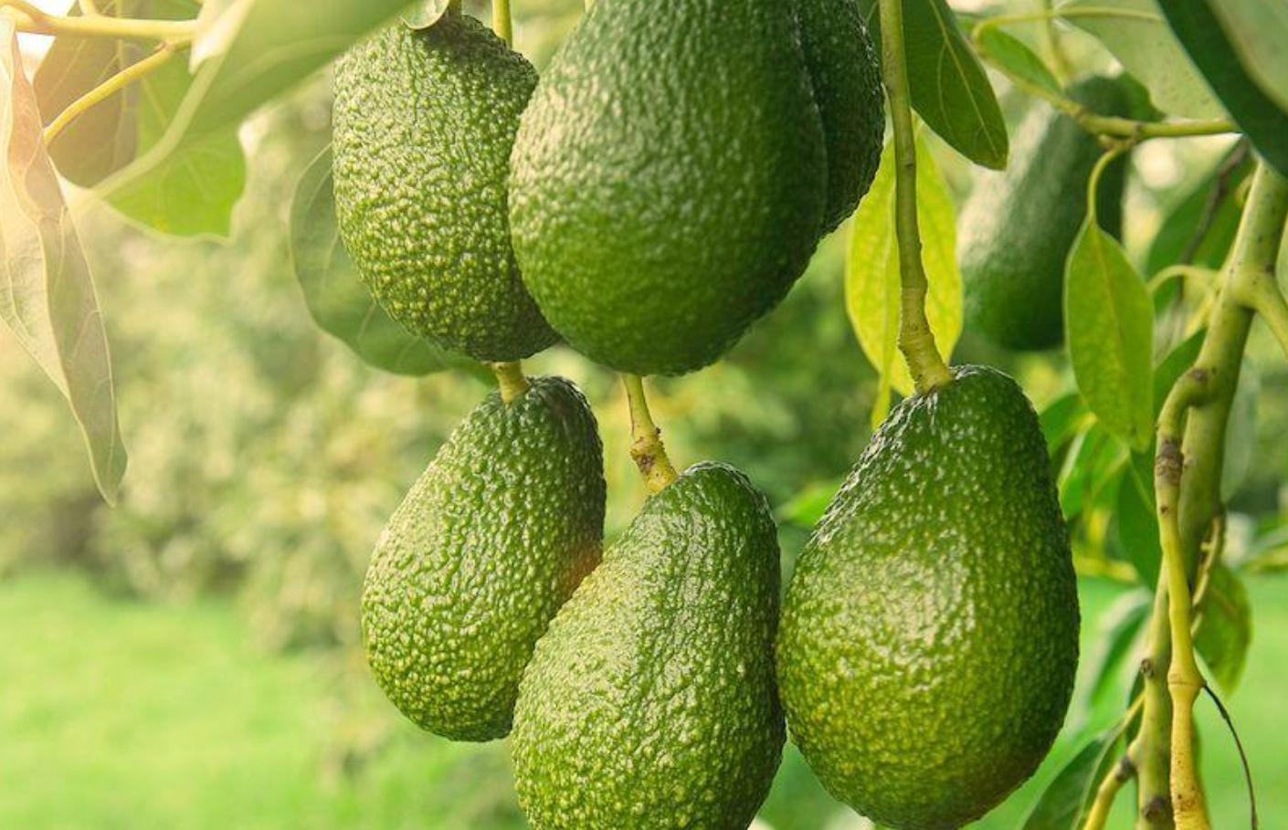 牛油果被炒作起来,为什么说牛油果就是一个健康骗局