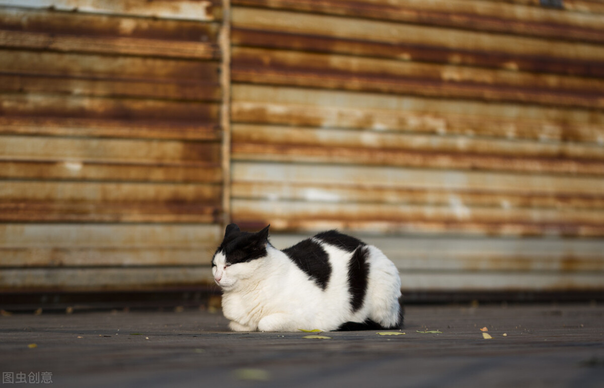 幼猫喝什么牌子的羊奶粉好,幼猫喝什么牌子的羊奶粉