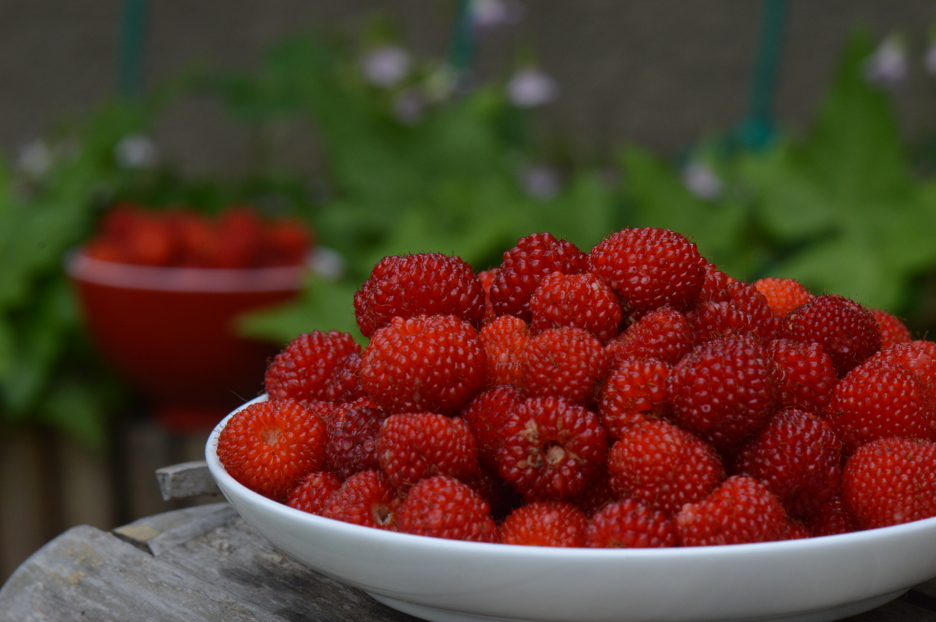 鲜果时光｜五月，覆盆子一熟，江南就甜了