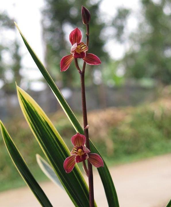 带金边的墨兰开花图片,金边兰花都有什么颜色的花