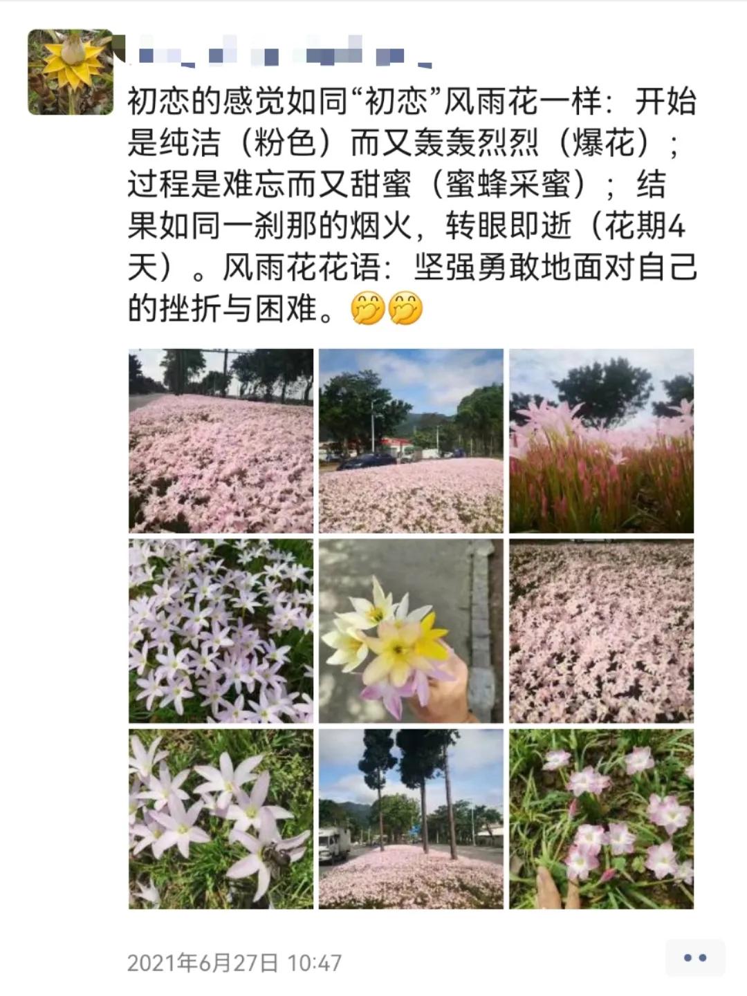 风雨兰的惊艳,风雨兰花开花