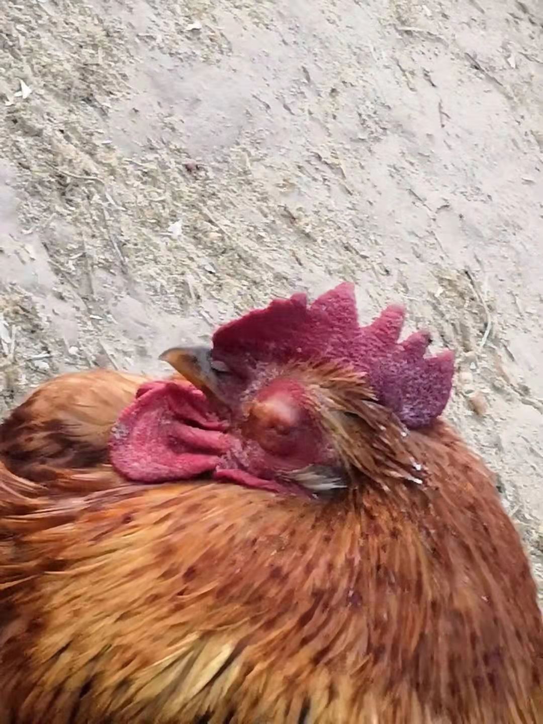 鸡的眼睛瞎了什么病啊,鸡的眼睛瞎了怎么办