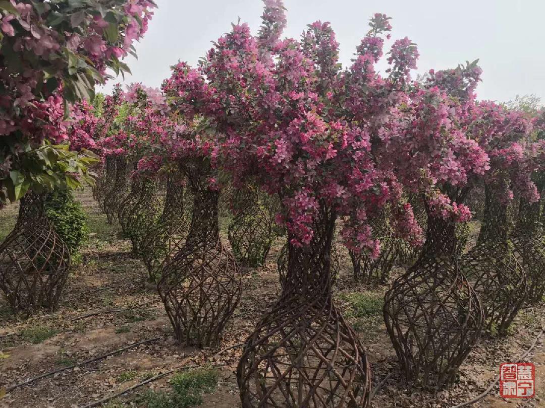 媒体看肃宁：林中有景林下生财