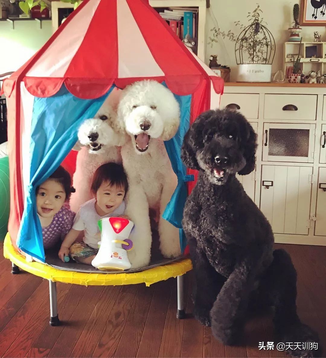 谁说怀孕要送走狗狗？如今狗狗成了孩子专属保镖啦