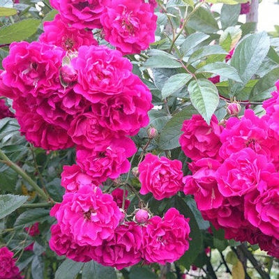 院子里种哪种爬墙花,怎么在院子周围种四季爬墙月季