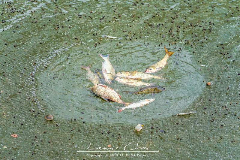 在德清下渚湖体验江南第一扳网捕鱼,水上竹筏漂流看夕阳,太美了