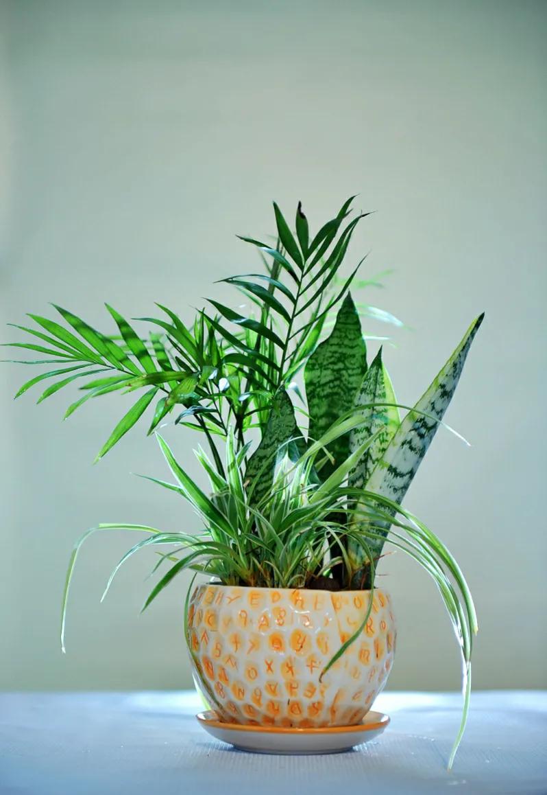 住楼房怎么露养多肉,室内阳台养多肉的方法