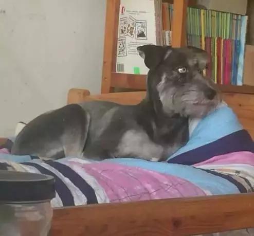 哈士奇和泰迪生的像雪纳瑞,泰迪和雪纳瑞串串小狗