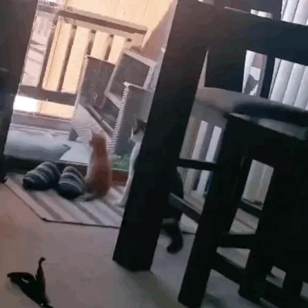 给猫剪指甲指甲劈开了有没有事了,给猫猫剪指甲失误