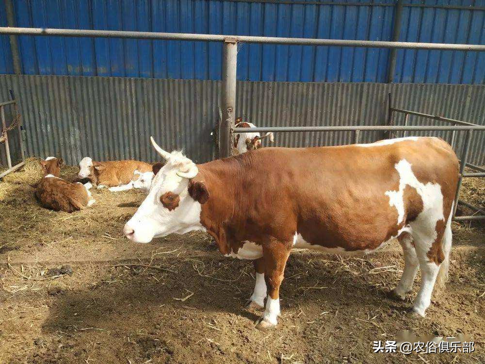 多省爆发牛皮肤病，三伏天不建议买牛，这些建议值得养牛人借鉴