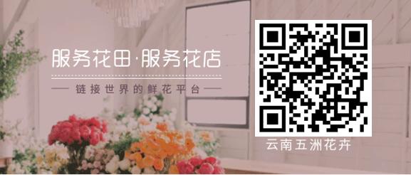 母亲节送什么花比较实用,母亲节送什么花合适呢