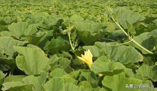 南瓜根腐病和枯萎病怎么区分,南瓜病虫害该撒什么药