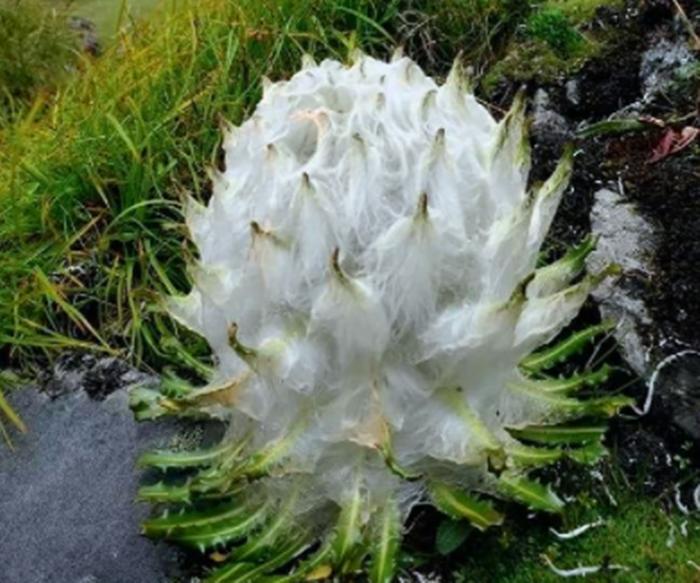 它被称是“麦朵刚拉”，因为张的像兔子，被卖到了黄金一样的价格