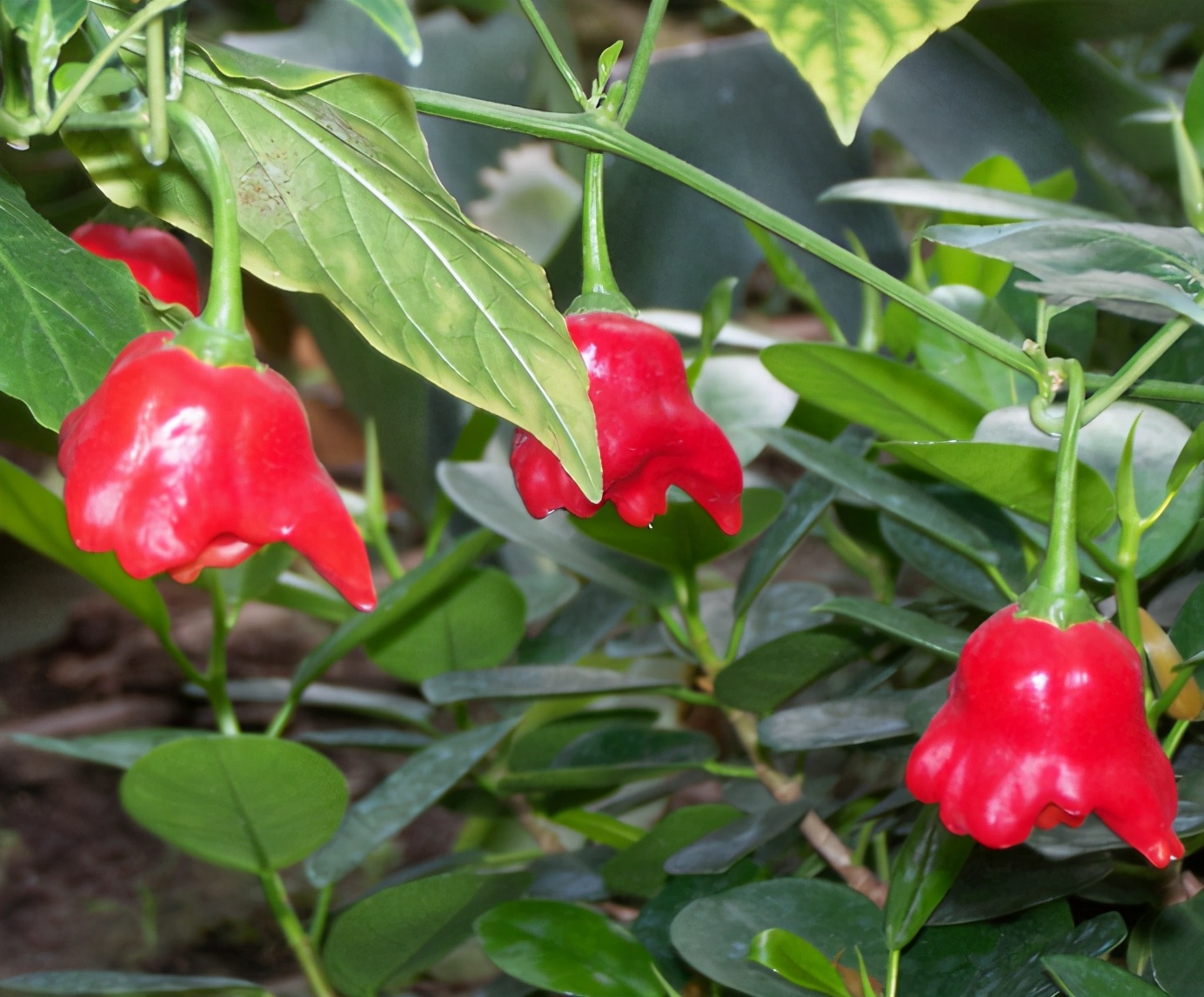 百种果子简介,百种果实图片