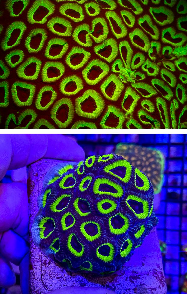 国外珊瑚售卖店和国内有何不同，5种最受欢迎的珊瑚告诉你