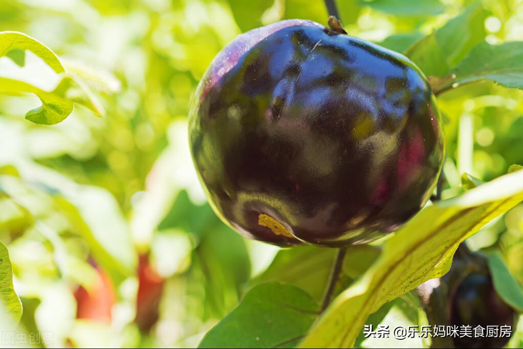 紫色茄子好还是圆茄好,买茄子颜色深好还是浅好