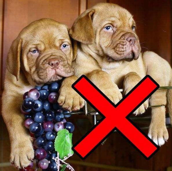 兽医偷偷告诉你，这7种食物的*伤杀**力非常大，可能会害死狗狗