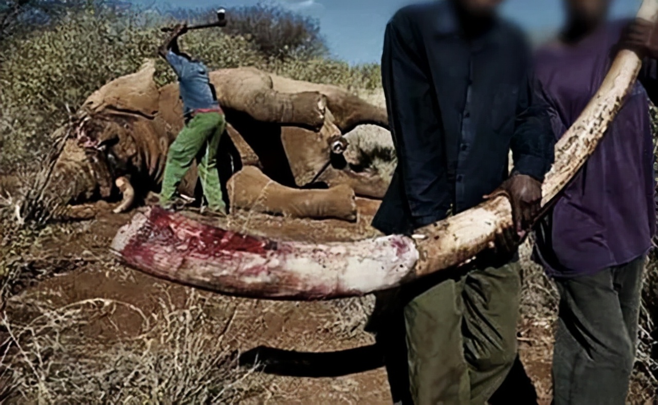 不让长象牙就胎死腹中!非洲公象这种致命基因,人类竟然也有