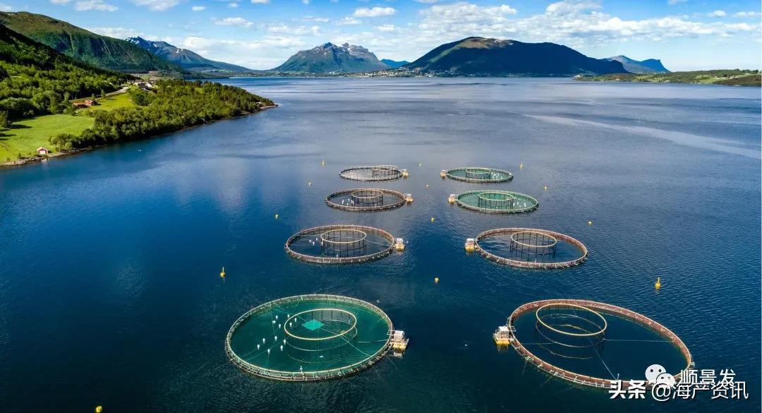 挪威的海产品如何运输到国内呢,挪威水产最新消息