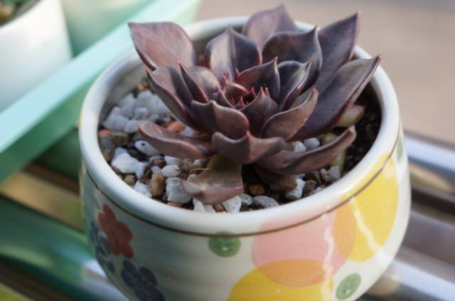 多肉黑王子老桩,黑王子多肉老桩