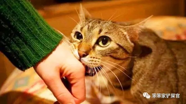 被猫抓了咬伤一定要打针吗,被猫抓了出血了要打狂犬病疫苗吗