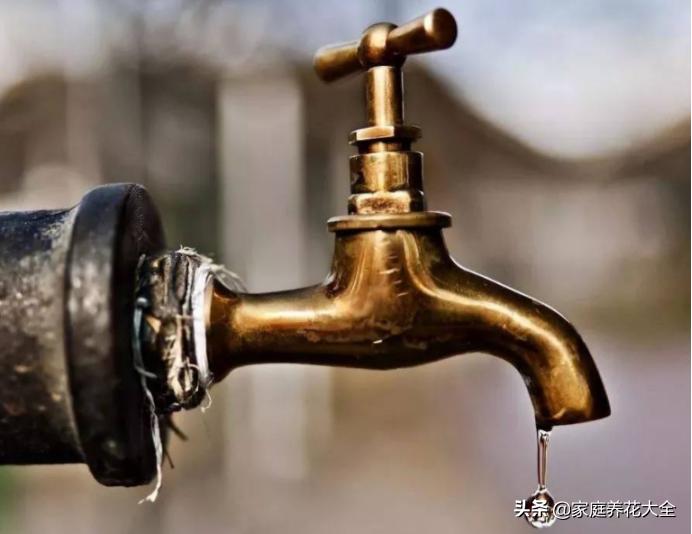 茉莉盆土怎么处理,茉莉土壤板结怎么办