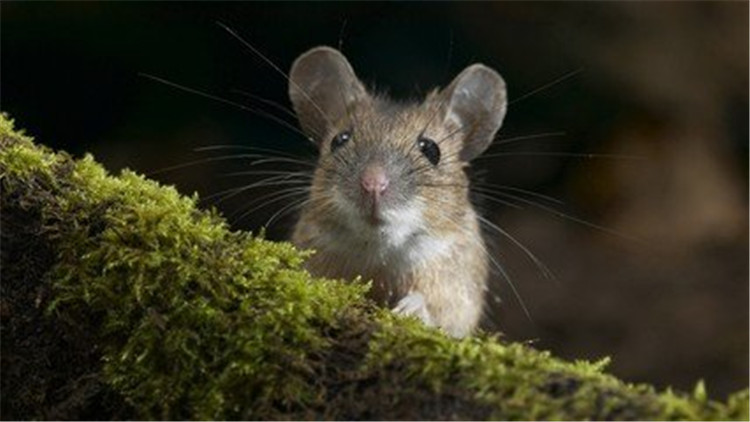 仓鼠翻肚皮是什么意思,仓鼠肚皮朝上一直发抖是怎么了