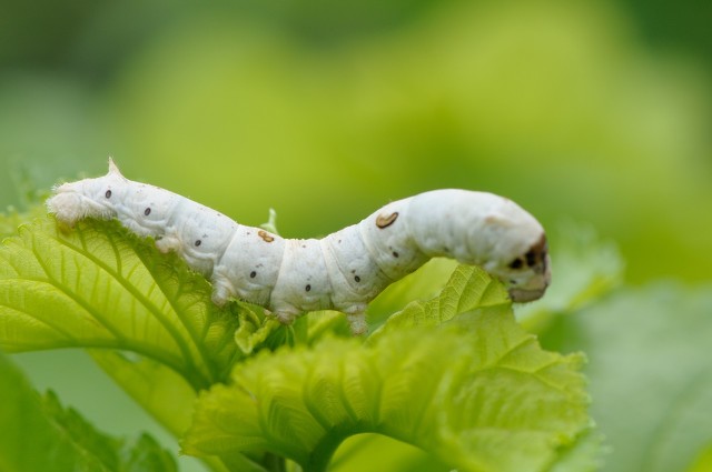 桑蚕丝布料中的姆米是什么意思,桑蚕丝中的姆米是什么意思