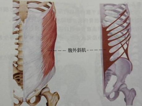 五个动作七天练出马甲线,每天坚持做六个动作瘦全身