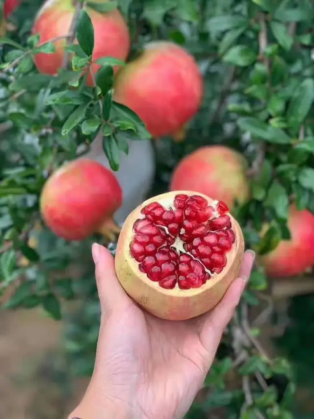 家里种什么树招财旺财最好,为什么家里忌讳种招财树