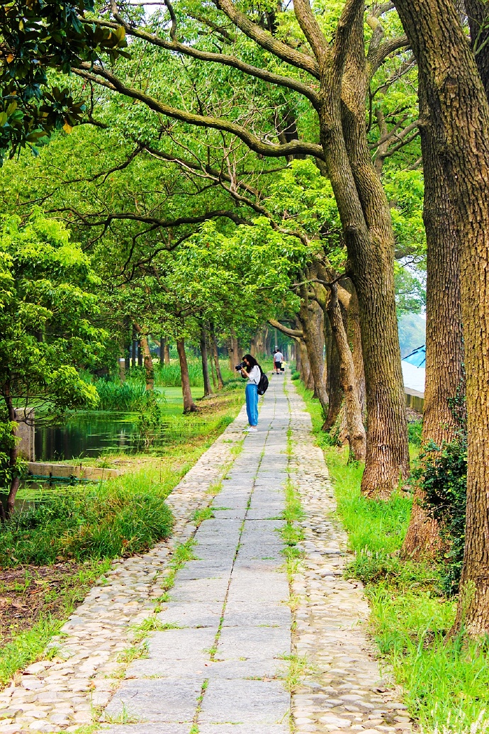 淀山湖柳堤春晓,淀山湖适合露营玩水的地方