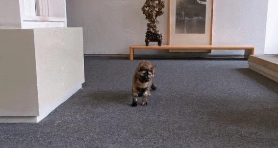 二十多岁进宫，在紫禁城中撸猫8年，她揭开了不为人知的故宫往事