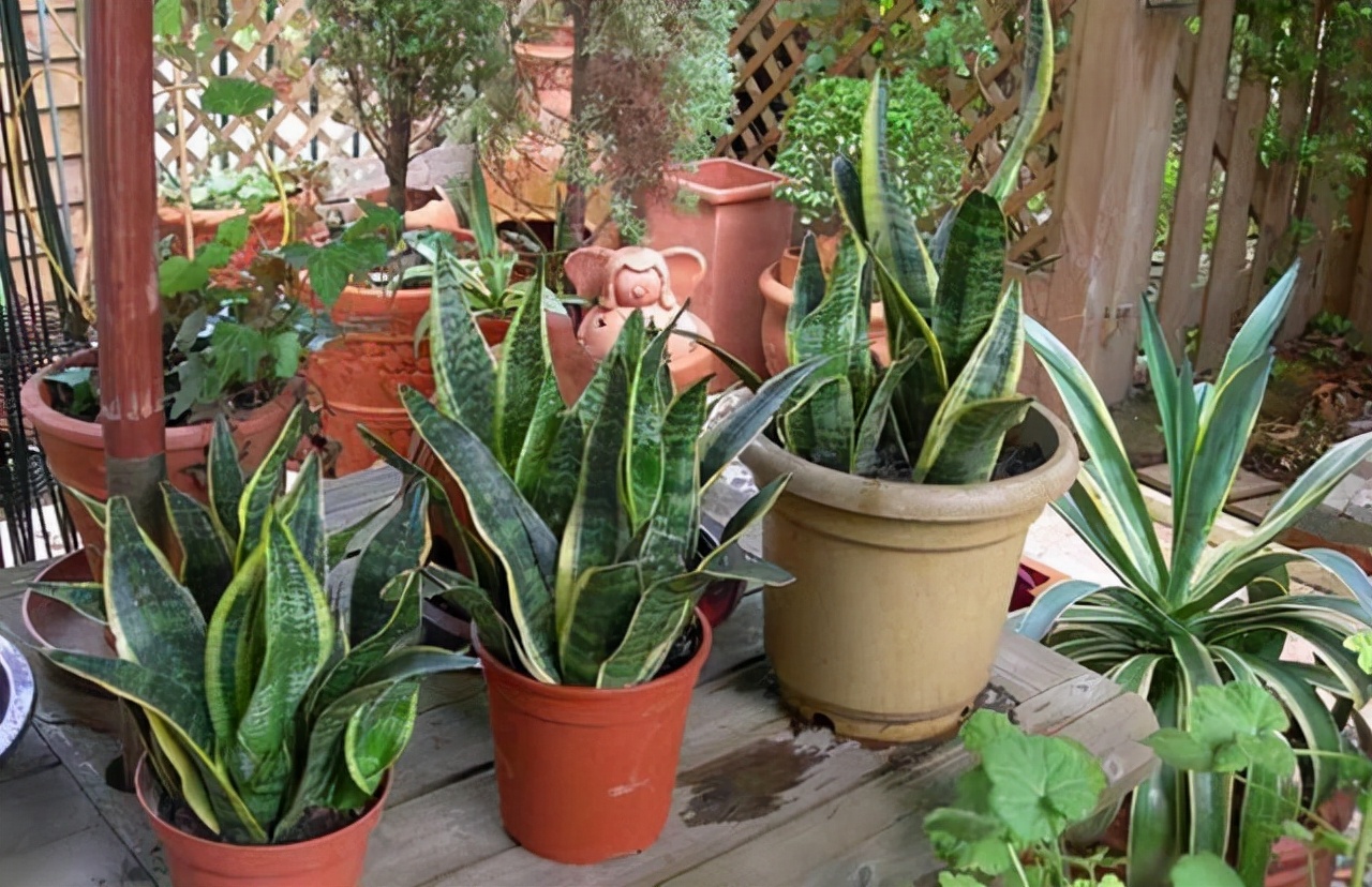 虎皮兰怕冻吗冬天怎么过冬,虎皮兰冬天为啥会死