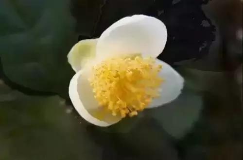 以桂花为市花的城市有哪些,中国每个城市的市花是什么